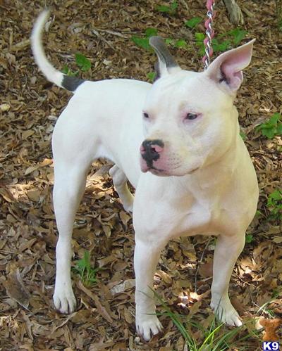 American Pit Bull Puppies for Sale
